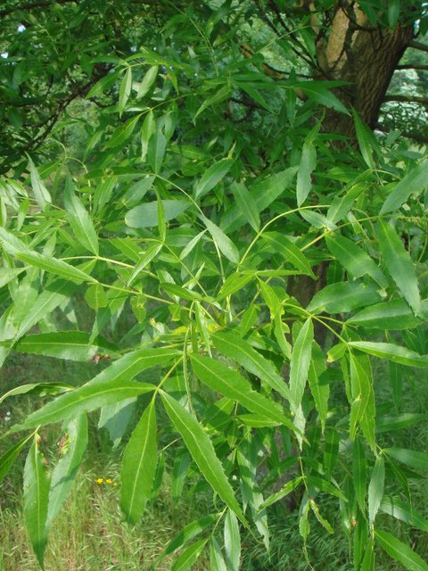 Fraxinus angustifolia 'Raywood' feuille